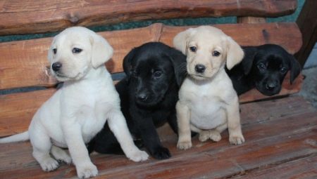 Charakterisierung und Pflege von Labrador-Welpen im Alter von 1 Monat