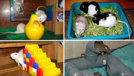 Đồ chơi cho chuột: các loại, mẹo để chọn và tạo