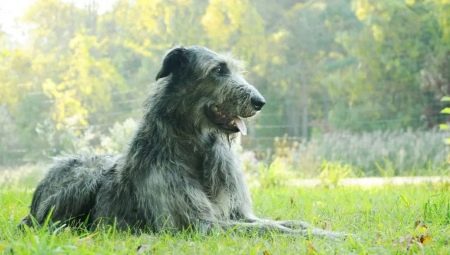 Wolfhound irlandès: descripció de la raça, naturalesa i contingut