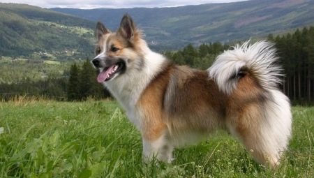 Câine islandez: descriere și conținut
