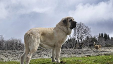 İspanyol mastiff: bu köpek nedir ve nasıl düzgün bir şekilde bakım yapılır?