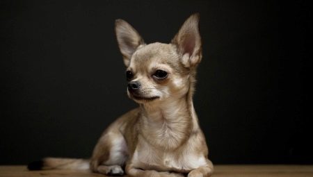Chihuahua rodun historia