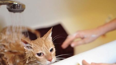 Mèo có thể được rửa thường xuyên như thế nào và nó phụ thuộc vào điều gì?