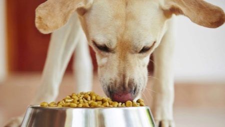 Bagaimana dan bagaimana untuk memberi makan anjing domestik di rumah?
