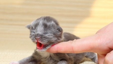 Hoe en hoe een pasgeboren kitten te voeden?