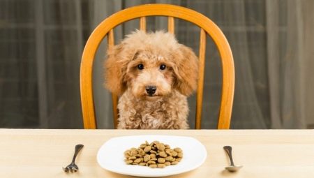 Bagaimana dan bagaimana untuk memberi makan seekor poodle?