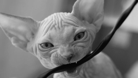 Bir kedi telleri kemirmek için nasıl sütten kesilir?
