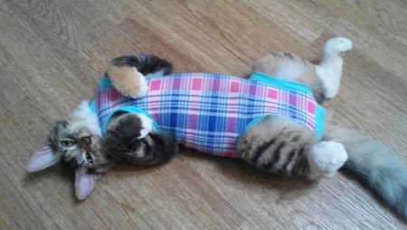 วิธีการวางผ้าห่มบนแมวและผูกมันใช่ไหม?