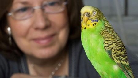 Come insegnare a un pappagallino a parlare?
