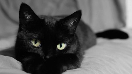 Como nomear um gato e um gato de cor preta?