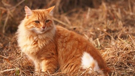 Jak pojmenovat kočku a kočku červené barvy?