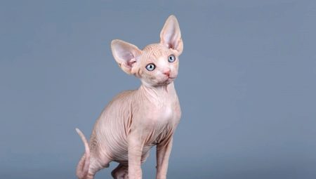 Mit nevezünk egy szfinx macskának?