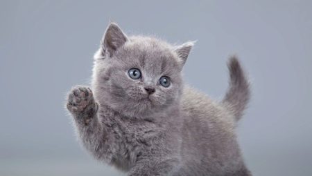 What to call a gray kitten: a list of names for cats and cats