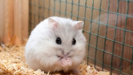 Dzungarian hamsterının cinsiyeti nasıl belirlenir?