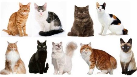 Hvordan bestemmes racen af ​​katte og katte?