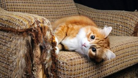Hur man avvännar en katt för att riva möbler och tapeter?