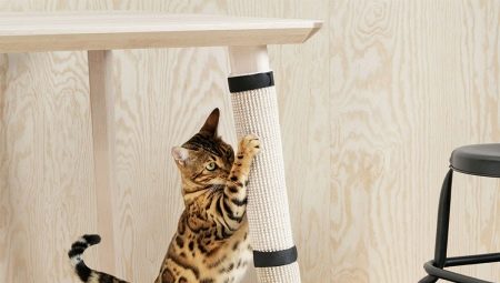 Kā atradināt kaķi, lai saplēstu tapetes?