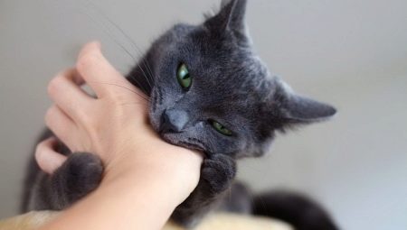 Com deslletar un gat per mossegar?