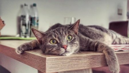 Cum să se înțeleagă o pisică pentru a urca pe mese?
