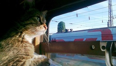 Como transportar gatos em um trem?
