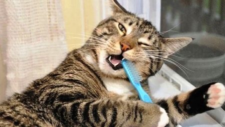 Evde bir kedinin dişleri nasıl fırçalanır?