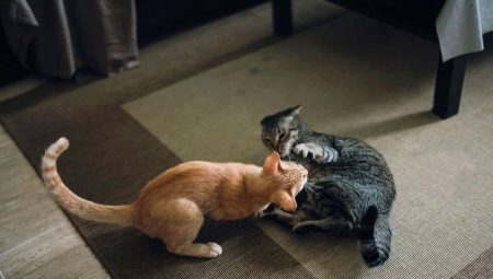 Hvordan få venner til katter i en leilighet?