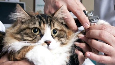 Ako znížiť pazúry mačky a mačky?
