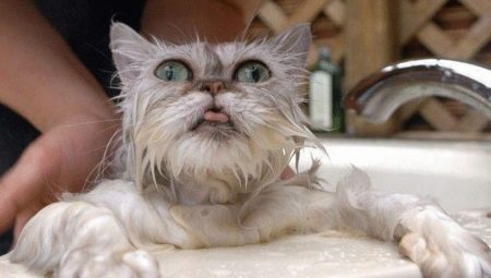 Wie bade ich eine Katze?