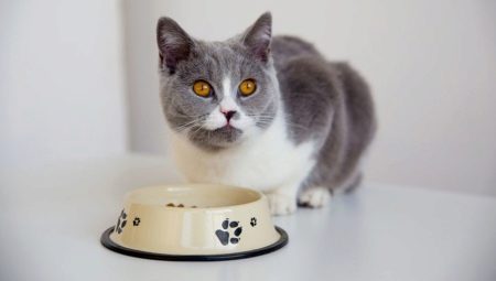 Hvordan overføre en katt til et annet fôr?