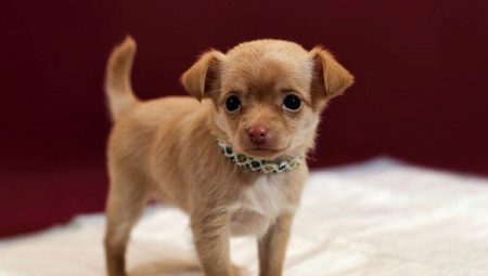 Wie bringt man einer Windel und einem Tablett einen Chihuahua bei?