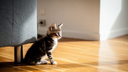 Kā apmācīt kaķi uz jaunām mājām?