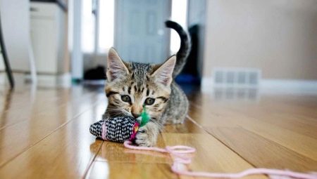 Wie macht man mit eigenen Händen ein Spielzeug für eine Katze?