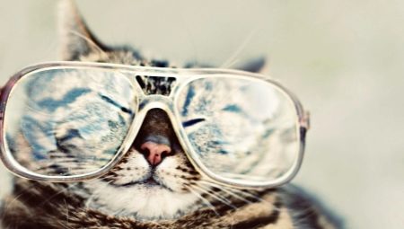 Jak koty postrzegają nasz świat?