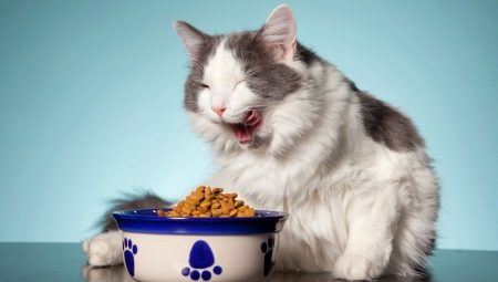 Hvordan vælges dåse kattefoder?