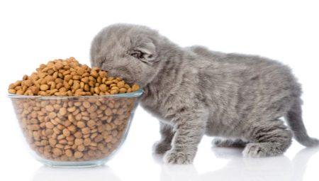 Tỷ lệ thức ăn cho một con mèo con mỗi ngày là gì?