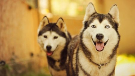 Које су врсте паса личне на хускија?