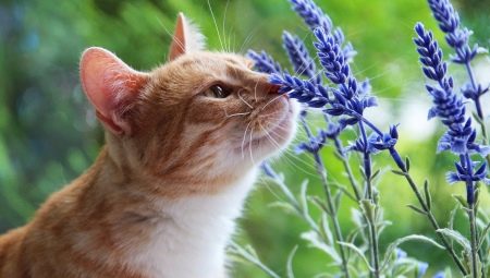 Jakich zapachów nie lubią koty?