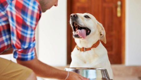 Aké jedlo je lepšie kŕmiť Labradorom?