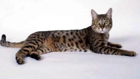 California Shining Cat: Quy tắc chăm sóc và mô tả giống