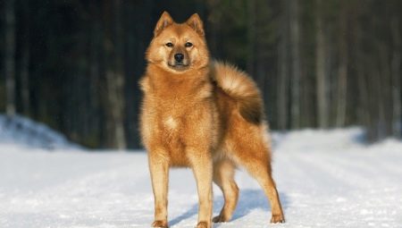 Karelian-finský husky: popis a pěstování plemene