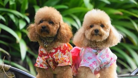 Dwarf poodle: color variations, breed features and content
