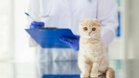 Castration dan sterilisasi kucing dan kucing Scotland: ciri dan umur