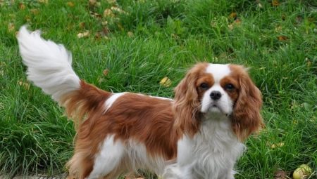 Cavalier King Charles Spaniel: todo lo que necesitas saber sobre una raza de perro
