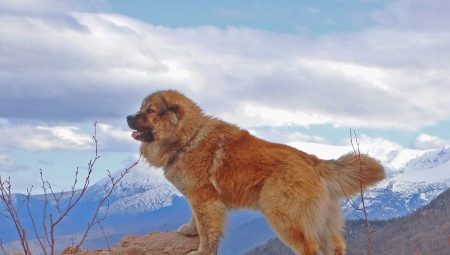كلب الراعي القوقازي: سمة السلالة. التغذية والرعاية