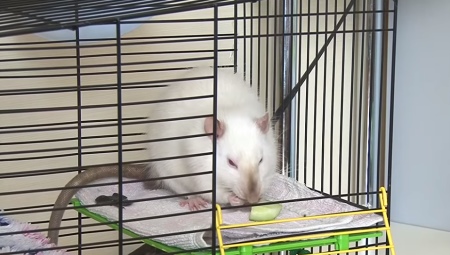 أقفاص الفئران DIY: الخيارات والتعليمات خطوة بخطوة