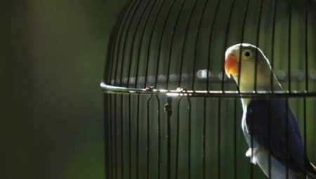 Bur for en papegøye: krav, typer, utvelgingsregler
