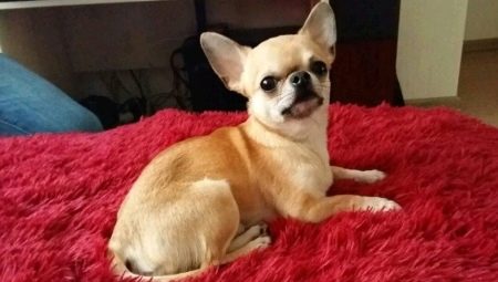 Wann bekommen Chihuahua Ohren und wie setzt man sie ein?