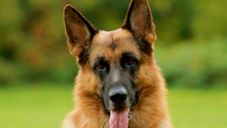Wann stehen die Ohren eines deutschen Schäferhundes?