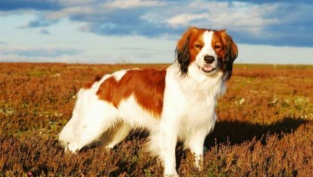 Coikerhondje: popis plemene a vlastností chovu psů