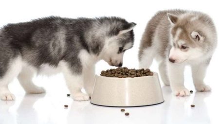 Makanan husky: jenis dan keistimewaan pilihan